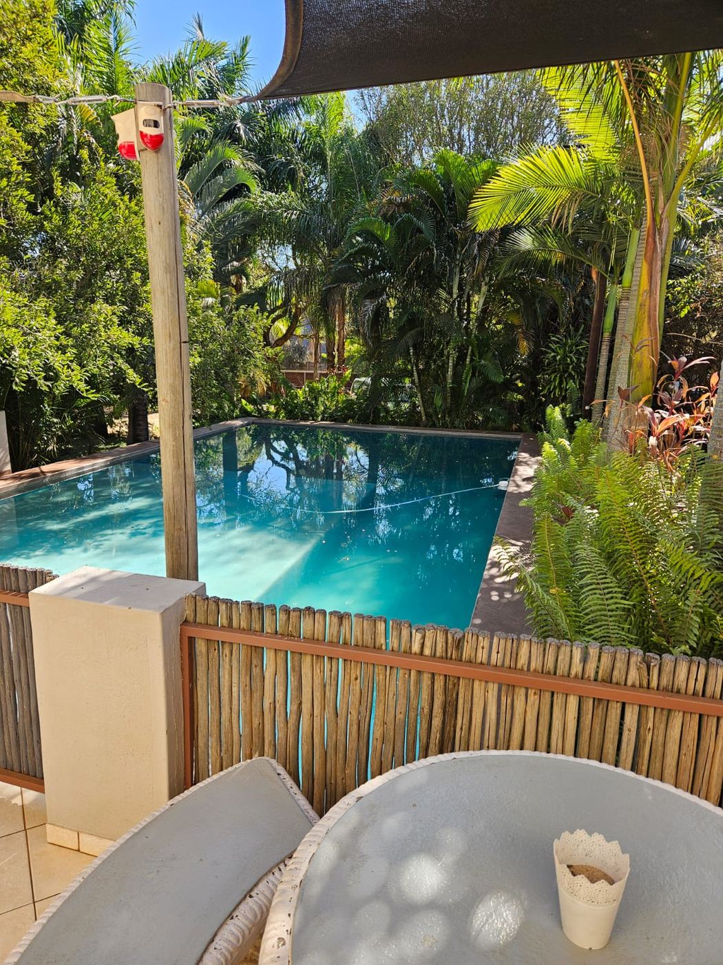 Swimming pool surrounded by palms and ferns, seen from a shaded patio